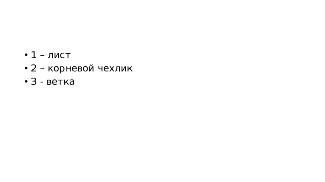 1 – лист 2 – корневой чехлик 3 - ветка