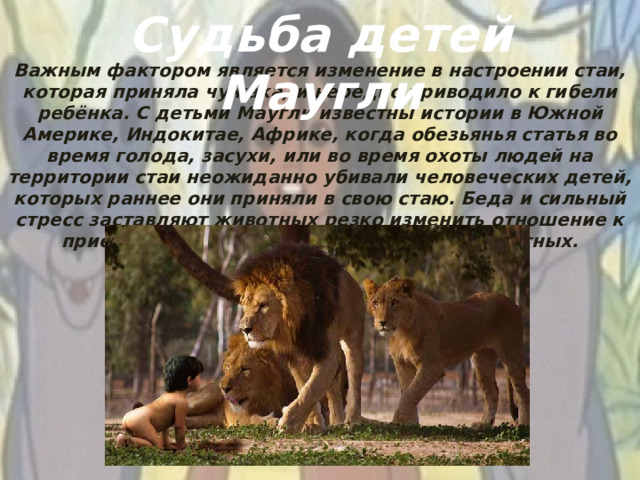 Судьба детей Маугли Важным фактором является изменение в настроении стаи, которая приняла чужака, и нередко приводило к гибели ребёнка. С детьми Маугли известны истории в Южной Америке, Индокитае, Африке, когда обезьянья статья во время голода, засухи, или во время охоты людей на территории стаи неожиданно убивали человеческих детей, которых раннее они приняли в свою стаю. Беда и сильный стресс заставляют животных резко изменить отношение к приёмышу. Это бывает в стаях разных животных.