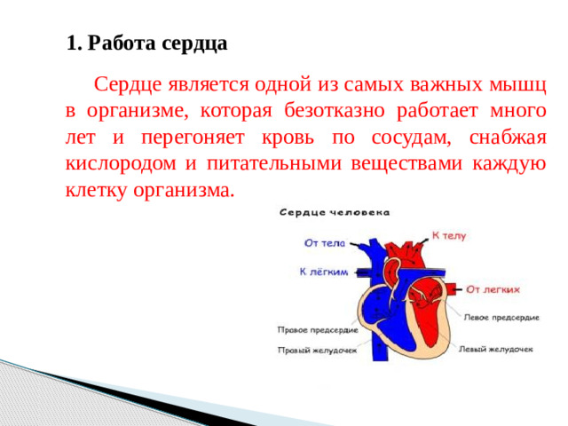 1. Работа сердца Сердце является одной из самых важных мышц в организме, которая безотказно работает много лет и перегоняет кровь по сосудам, снабжая кислородом и питательными веществами каждую клетку организма.