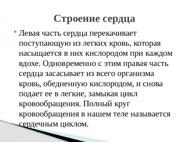 Строение сердца