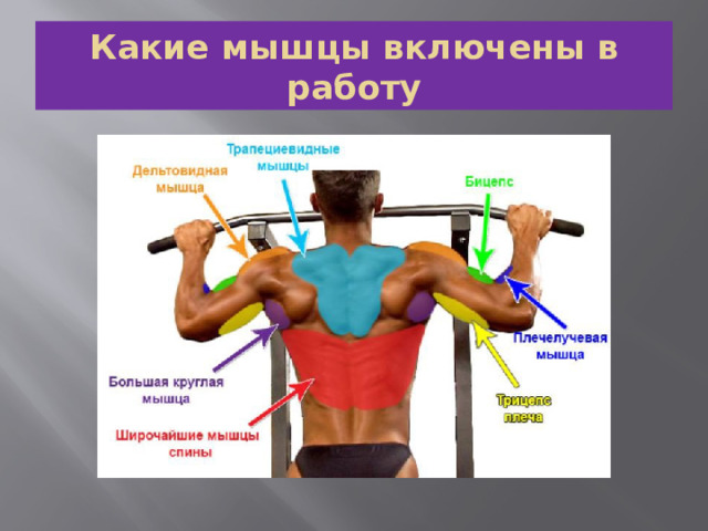 Какие мышцы включены в работу