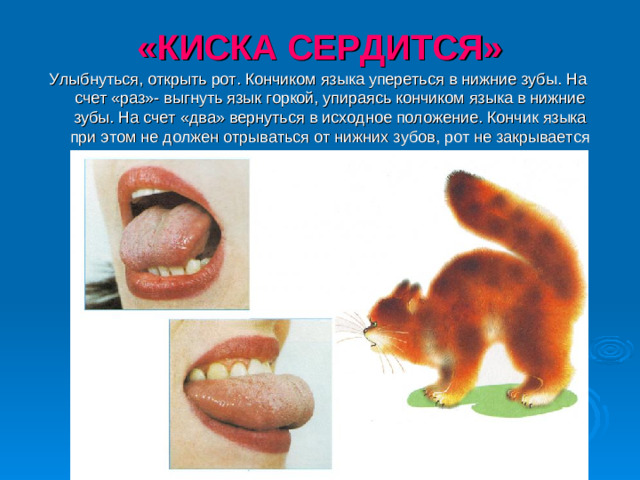 «КИСКА СЕРДИТСЯ» Улыбнуться, открыть рот. Кончиком языка упереться в нижние зубы. На счет «раз»- выгнуть язык горкой, упираясь кончиком языка в нижние зубы. На счет «два» вернуться в исходное положение. Кончик языка при этом не должен отрываться от нижних зубов, рот не закрывается