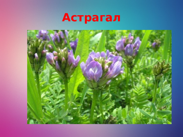 Астрагал