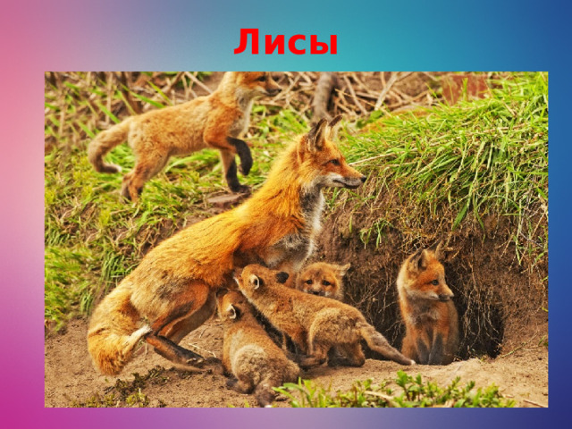 Лисы