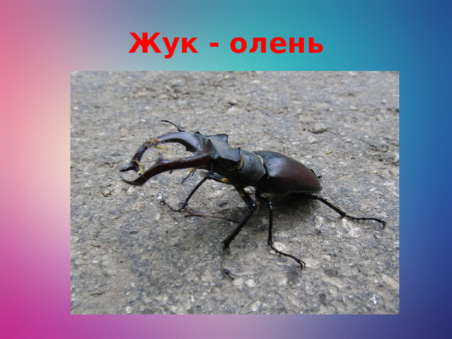 Жук - олень