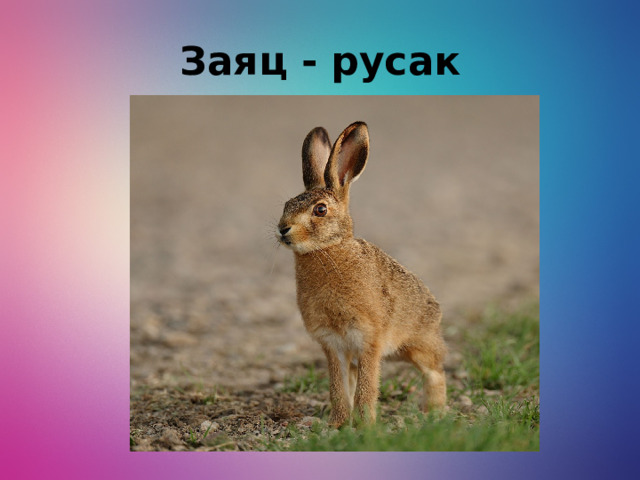 Заяц - русак