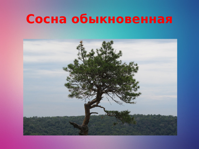 Сосна обыкновенная