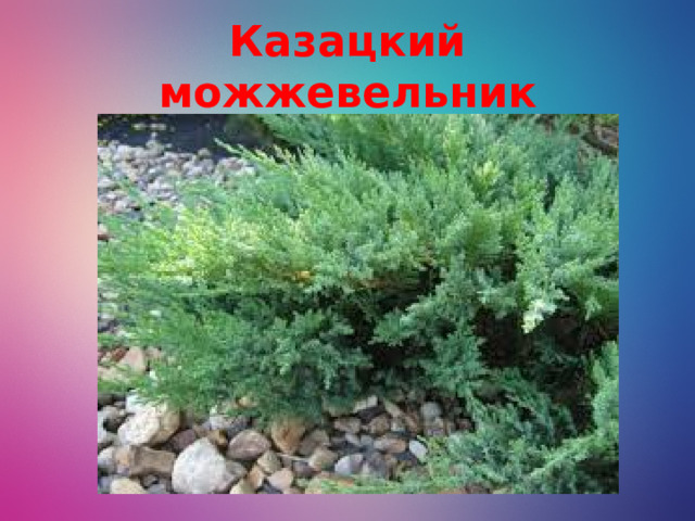 Казацкий можжевельник