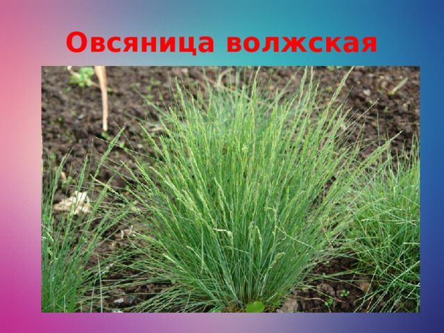 Овсяница волжская