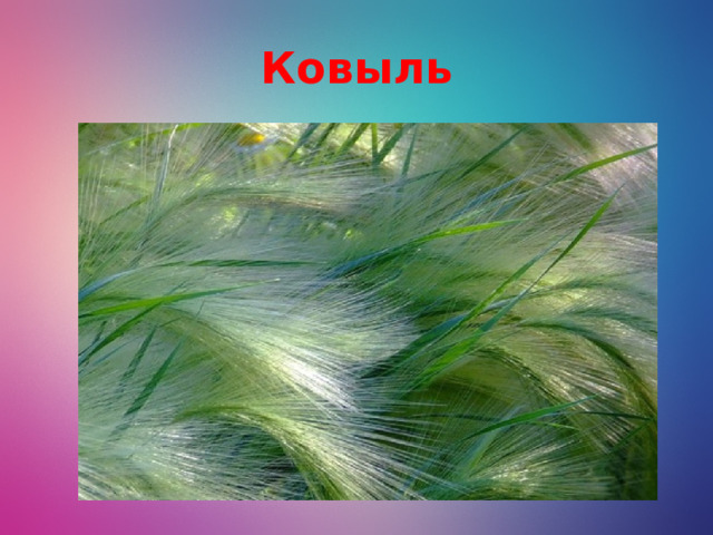 Ковыль