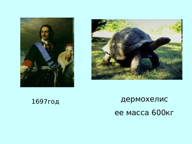 дермохелис ее масса 600кг 1697год