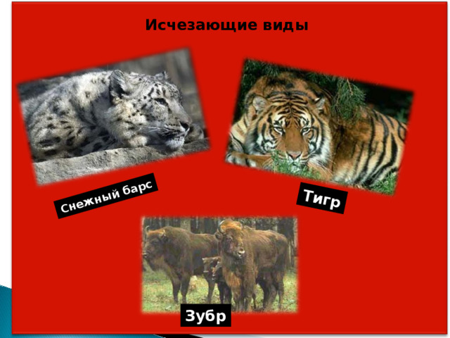 Снежный барс Тигр Исчезающие виды Зубр