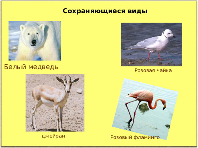 Сохраняющиеся виды Белый медведь Розовая чайка джейран Розовый фламинго