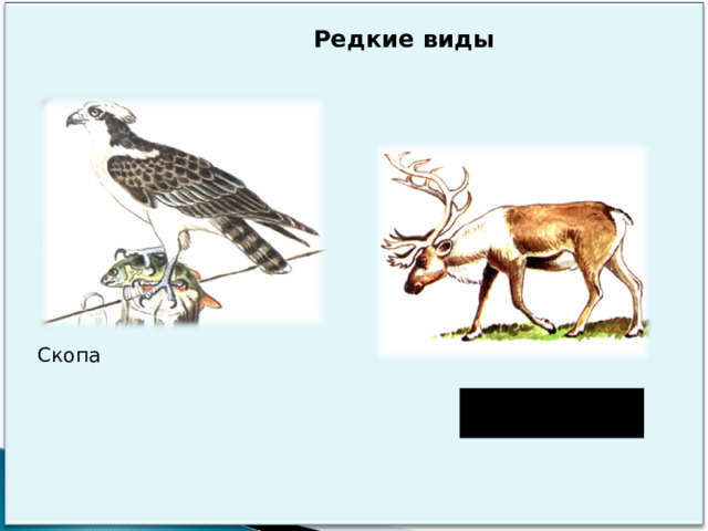 Редкие виды Скопа Северный олень (лесной вид)