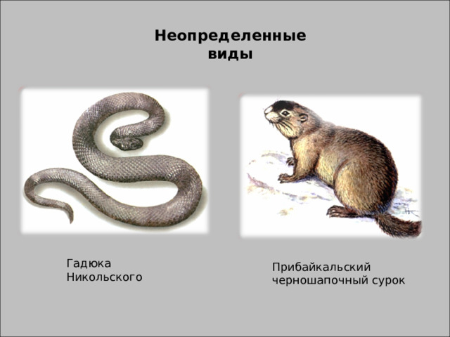 Неопределенные виды Гадюка Никольского Прибайкальский черношапочный сурок