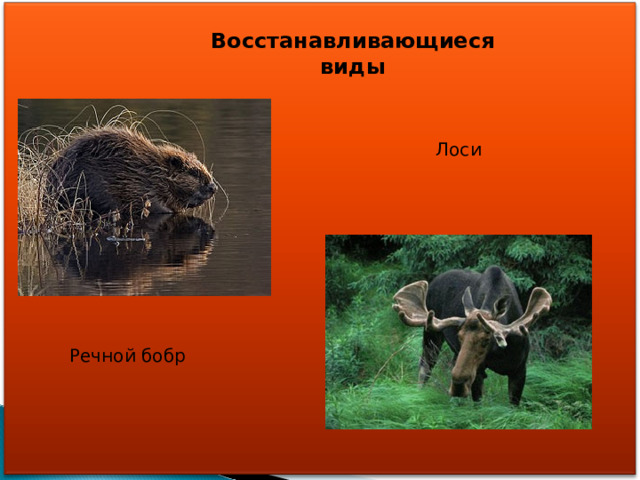Восстанавливающиеся виды Лоси Речной бобр