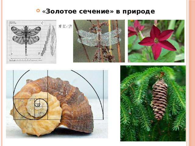 « Золотое сечение» в природе