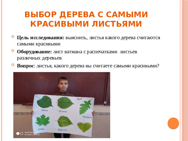 Выбор дерева с самыми красивыми листьями