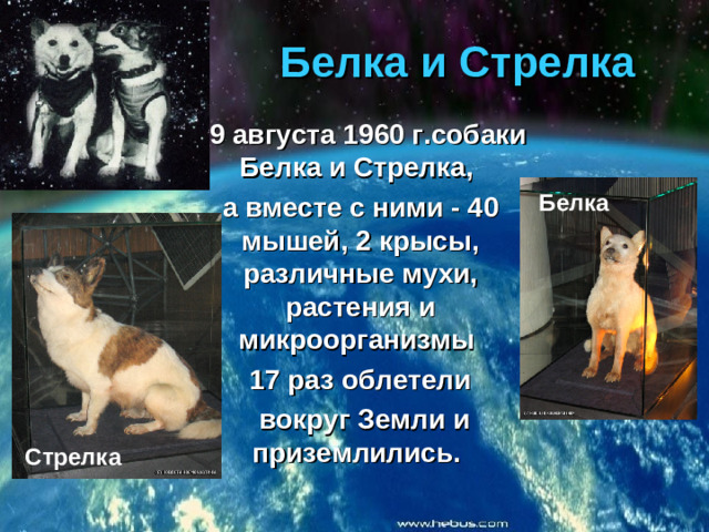 Белка и Стрелка 19 августа 1960 г.собаки Белка и Стрелка, а вместе с ними - 40 мышей, 2 крысы, различные мухи, растения и микроорганизмы 17 раз облетели  вокруг Земли и приземлились.  Белка Стрелка