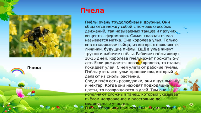Пчела Пчёлы очень трудолюбивы и дружны. Они общаются между собой с помощью особых движений, так называемых танцев и пахучих веществ - феромонов. Самая главная пчела называется матка. Она королева улья. Только она откладывает яйца, из которых появляются личинки, будущие пчёлы. Ещё в улье живут трутни и рабочие пчёлы. Рабочие пчёлы живут 30-35 дней. Королева пчёл может прожить 5-7 лет. Если рождается новая королева, то старая покидает улей. С ней улетают рабочие пчёлы. Пчёлы утепляют ульи прополисом, который делают из смолы растений. Среди пчёл есть разведчики, они ищут пыльцу и нектар. Когда они находят подходящие цветы, то возвращаются в улей. Там они исполняют сложный танец, который указывает пчёлам направление и расстояние до медоносного участка. Пчёлы-сборщики приносят пыльцу и нектар в улей. Пчела