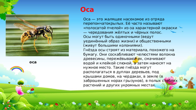 Оса Оса — это жалящее насекомое из отряда перепончатокрылых. Её часто называют «полосатой пчелой» из-за характерной окраски — чередования жёлтых и чёрных полос. Осы могут быть одиночными (ведут уединённый образ жизни) и общественными (живут большими колониями). Гнёзда осы строят из материала, похожего на бумагу. Они соскабливают челюстями волокна древесины, пережёвывают их, смачивают водой и клейкой слюной, а затем наносят на нужное место. Такие гнёзда могут располагаться в дуплах деревьев, под крышами домов, на чердаках, в земле (в заброшенных норах грызунов), в полых стеблях растений и других укромных местах. оса