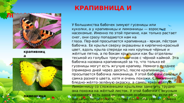 КРАПИВНИЦА И ЛИМОННИЦА У большинства бабочек зимуют гусеницы или куколки, а у крапивницы и лимонницы — взрослые насекомые. Именно по этой причине, как только растает снег, они сразу попадаются нам на глаза. Пер-вой просыпается крапивница - яркая, пёстрая бабочка. Ее крылья сверху окрашены в кирпично-красный цвет, вдоль крыла спереди на них крупные чёрные и жёлтые пятна, а по бокам крылышки как бы отделаны тесьмой из голубых треугольничков с чёрной каймой. Эта бабочка названа крапивницей за то, что только её гусеницы могут есть жгучую крапиву. Немного позднее (примерно дней через десять), после крапивницы, просыпается бабочка лимонница. У этой бабочки самец и самка разного цвета, хотя и очень похожи. Самка имеет бледно-жёлто-зелёную окраску, а самец ярко-жёлтую. Лимон-ницу со сложенными крыльями заметить трудно: она похожа на жёлтый листок. У этой бабочки с вкусным названием есть одна интересная особенность: если её внезапно потревожить, то она падает на землю, сложив крылья и поджав ножки. крапивница лимонница