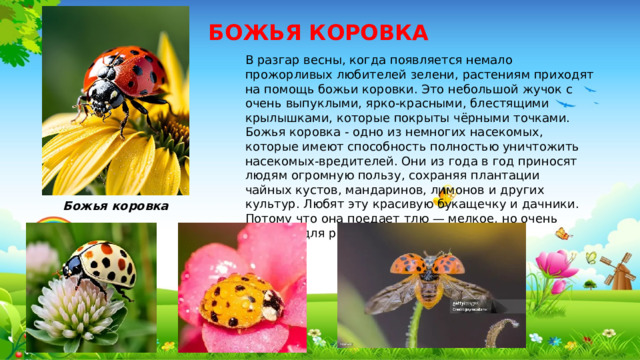 БОЖЬЯ КОРОВКА В разгар весны, когда появляется немало прожорливых любителей зелени, растениям приходят на помощь божьи коровки. Это небольшой жучок с очень выпуклыми, ярко-красными, блестящими крылышками, которые покрыты чёрными точками. Божья коровка - одно из немногих насекомых, которые имеют способность полностью уничтожить насекомых-вредителей. Они из года в год приносят людям огромную пользу, сохраняя плантации чайных кустов, мандаринов, лимонов и других культур. Любят эту красивую букащечку и дачники. Потому что она поедает тлю — мелкое, но очень вредное для растений насекомое. Божья коровка