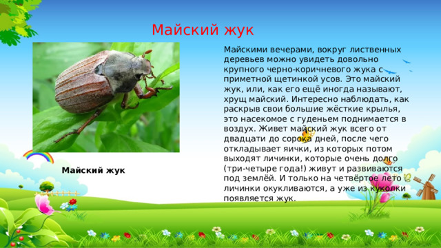 Майский жук Майскими вечерами, вокруг лиственных деревьев можно увидеть довольно крупного черно-коричневого жука с приметной щетинкой усов. Это майский жук, или, как его ещё иногда называют, хрущ майский. Интересно наблюдать, как раскрыв свои большие жёсткие крылья, это насекомое с гуденьем поднимается в воздух. Живет майский жук всего от двадцати до сорока дней, после чего откладывает яички, из которых потом выходят личинки, которые очень долго (три-четыре года!) живут и развиваются под землёй. И только на четвёртое лето личинки окукливаются, а уже из куколки появляется жук. Майский жук