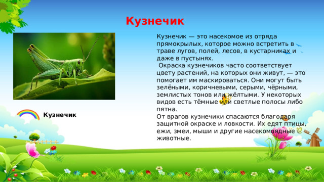 Кузнечик Кузнечик — это насекомое из отряда прямокрылых, которое можно встретить в траве лугов, полей, лесов, в кустарниках и даже в пустынях.  Окраска кузнечиков часто соответствует цвету растений, на которых они живут, — это помогает им маскироваться. Они могут быть зелёными, коричневыми, серыми, чёрными, землистых тонов или жёлтыми. У некоторых видов есть тёмные или светлые полосы либо пятна. От врагов кузнечики спасаются благодаря защитной окраске и ловкости. Их едят птицы, ежи, змеи, мыши и другие насекомоядные животные. Кузнечик