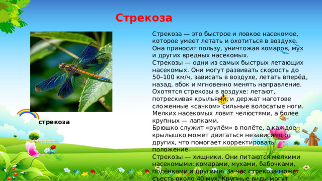 Стрекоза Стрекоза — это быстрое и ловкое насекомое, которое умеет летать и охотиться в воздухе. Она приносит пользу, уничтожая комаров, мух и других вредных насекомых. Стрекозы — одни из самых быстрых летающих насекомых. Они могут развивать скорость до 50–100 км/ч, зависать в воздухе, летать вперёд, назад, вбок и мгновенно менять направление. Охотятся стрекозы в воздухе: летают, потрескивая крыльями, и держат наготове сложенные «сачком» сильные волосатые ноги. Мелких насекомых ловит челюстями, а более крупных — лапками. Брюшко служит «рулём» в полёте, а каждое крылышко может двигаться независимо от других, что помогает корректировать положение. Стрекозы — хищники. Они питаются мелкими насекомыми: комарами, мухами, бабочками, подёнками и другими. За час стрекоза может съесть около 40 мух. Крупные виды могут охотиться на мальков рыб, пауков, ракообразных, а также поедать более мелких стрекоз. стрекоза