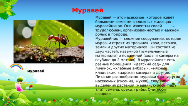 Муравей Муравей — это насекомое, которое живёт большими семьями в сложных жилищах — муравейниках. Они известны своей трудолюбием, организованностью и важной ролью в природе. Муравейник — сложное сооружение, которое муравьи строят из травинок, хвои, веточек, земли и других материалов. Он состоит из двух частей: наземной (измельчённые материалы) и подземной (ходы и камеры на глубине до 2 метров). В муравейнике есть разные помещения: «детский сад» для личинок, «хлебные амбары», «мясные кладовки», «царская камера» и другие. Питание разнообразно: муравьи едят других насекомых (гусениц, жуков), сладкие выделения растений (медвяную росу, падь тли), семена, орехи, грибы. Они любят сладкое. муравей