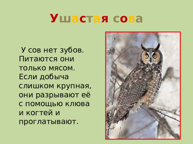 У ш а с т а я  с о в а  У сов нет зубов. Питаются они только мясом. Если добыча слишком крупная, они разрывают её с помощью клюва и когтей и проглатывают.