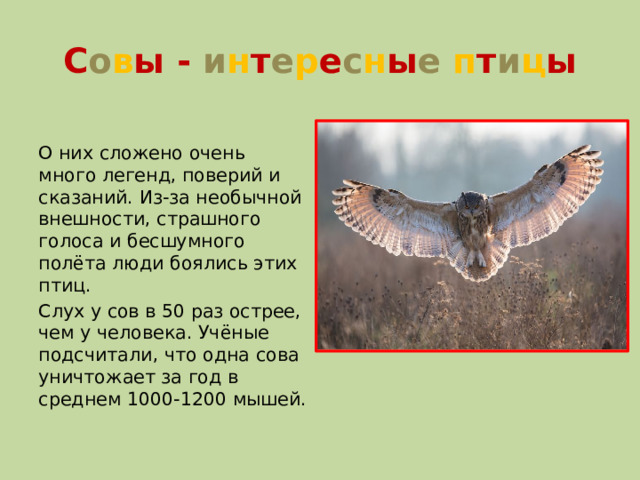 С о в ы - и н т е р е с н ы е п т и ц ы О них сложено очень много легенд, поверий и сказаний. Из-за необычной внешности, страшного голоса и бесшумного полёта люди боялись этих птиц. Слух у сов в 50 раз острее, чем у человека. Учёные подсчитали, что одна сова уничтожает за год в среднем 1000-1200 мышей.
