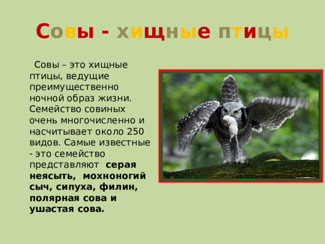 С о в ы - х и щ н ы е п т и ц ы  Совы – это хищные птицы, ведущие преимущественно ночной образ жизни. Семейство совиных очень многочисленно и насчитывает около 250 видов. Самые известные - это семейство представляют серая неясыть, мохноногий сыч, сипуха, филин, полярная сова и ушастая сова.