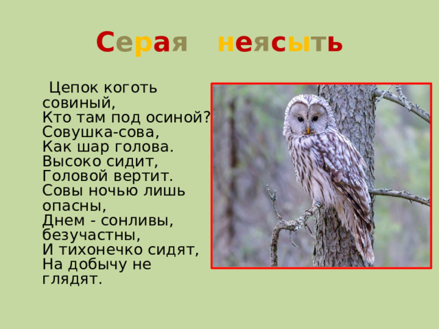С е р а я н е я с ы т ь  Цепок коготь совиный,  Кто там под осиной?  Совушка-сова,  Как шар голова.  Высоко сидит,  Головой вертит.  Совы ночью лишь опасны,  Днем - сонливы, безучастны,  И тихонечко сидят,  На добычу не глядят.