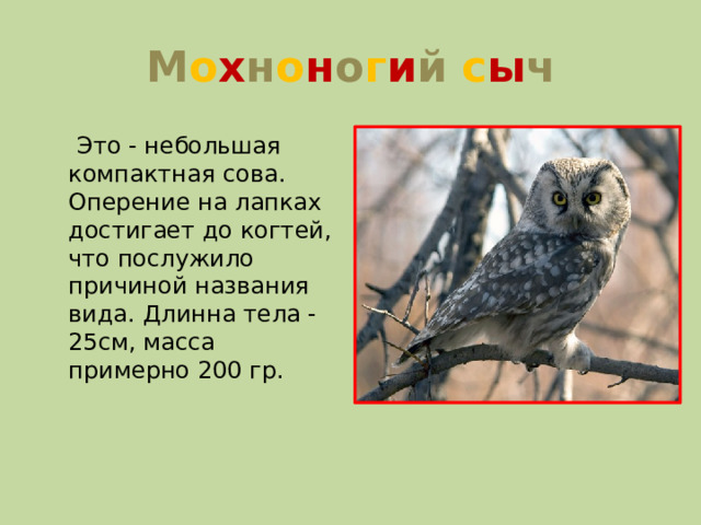 М о х н о н о г и й с ы ч  Это - небольшая компактная сова. Оперение на лапках достигает до когтей, что послужило причиной названия вида. Длинна тела - 25см, масса примерно 200 гр.