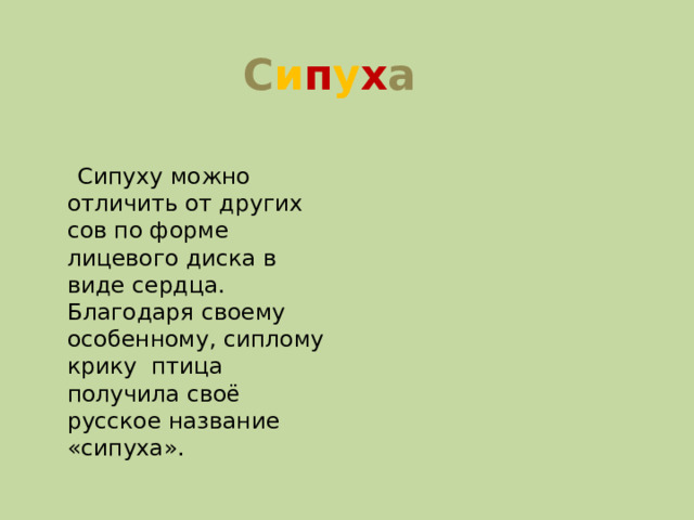 С и п у х а  Сипуху можно отличить от других сов по форме лицевого диска в виде сердца. Благодаря своему особенному, сиплому крику птица получила своё русское название «сипуха».