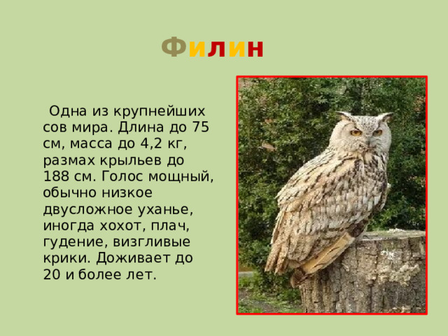 Ф и л и н  Одна из крупнейших сов мира. Длина до 75 см, масса до 4,2 кг, размах крыльев до 188 см. Голос мощный, обычно низкое двусложное уханье, иногда хохот, плач, гудение, визгливые крики. Доживает до 20 и более лет.