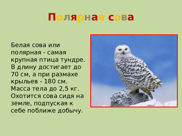 П о л я р н а я  с о в а Белая сова или полярная - самая крупная птица тундре. В длину достигает до 70 см, а при размахе крыльев - 180 см. Масса тела до 2,5 кг. Охотится сова сидя на земле, подпуская к себе поближе добычу.