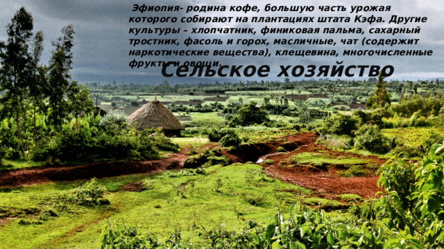 Эфиопия- родина кофе, большую часть урожая которого собирают на плантациях штата Кэфа. Другие культуры – хлопчатник, финиковая пальма, сахарный тростник, фасоль и горох, масличные, чат (содержит наркотические вещества), клещевина, многочисленные фрукты и овощи. Сельское хозяйство