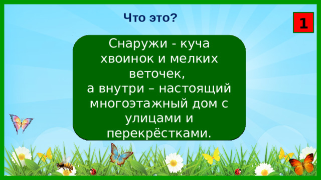 Что это? 1 Снаружи - куча хвоинок и мелких веточек, а внутри – настоящий многоэтажный дом с улицами и перекрёстками.