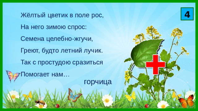 4 Жёлтый цветик в поле рос,  На него зимою спрос:  Семена целебно-жгучи,  Греют, будто летний лучик.  Так с простудою сразиться  Помогает нам… горчица