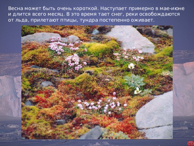 Весна может быть очень короткой. Наступает примерно в мае-июне и длится всего месяц. В это время тает снег, реки освобождаются от льда, прилетают птицы, тундра постепенно оживает. 