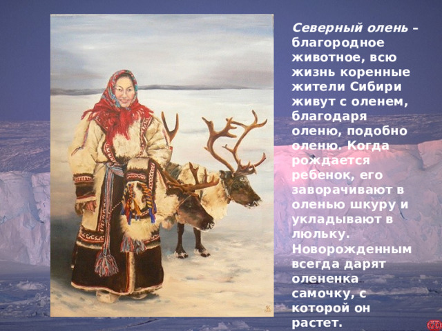 Северный олень – благородное животное, всю жизнь коренные жители Сибири живут с оленем, благодаря оленю, подобно оленю. Когда рождается ребенок, его заворачивают в оленью шкуру и укладывают в люльку. Новорожденным всегда дарят олененка самочку, с которой он растет.