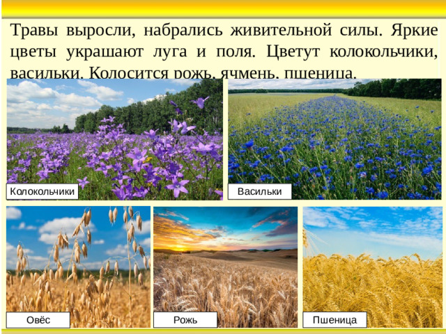 Травы выросли, набрались живительной силы. Яркие цветы украшают луга и поля. Цветут колокольчики, васильки. Колосится рожь, ячмень, пшеница. Колокольчики Васильки Рожь Пшеница Овёс