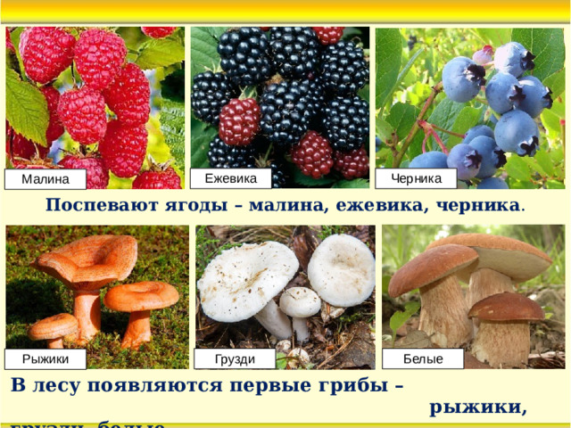 Черника Ежевика Малина Поспевают ягоды – малина, ежевика, черника . Грузди Белые Рыжики В лесу появляются первые грибы –  рыжики, грузди, белые.