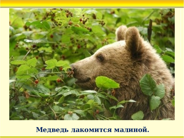 Медведь лакомится малиной.