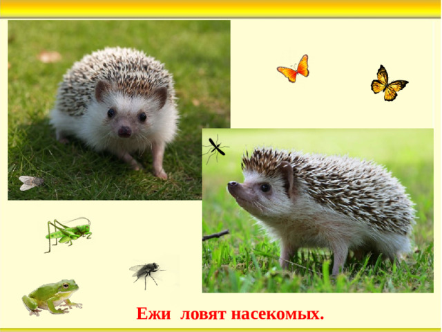 Ежи ловят насекомых.
