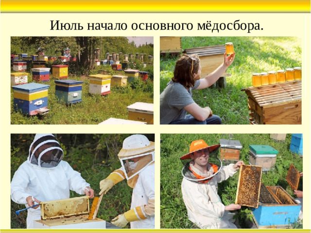 Июль начало основного мёдосбора.