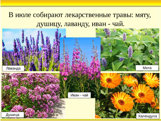 В июле собирают лекарственные травы: мяту, душицу, лаванду, иван - чай. Мята Лаванда Иван - чай Душица Календула